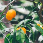 Sweet, Sweet, Sicily!