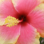 Today We Heard The Violins