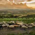 A Gentlemen’s Walk