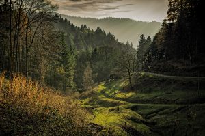 black-forest-dawn-daylight-109679