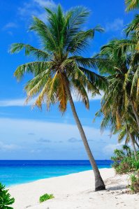 beach-coconut-trees-coconuts-240526
