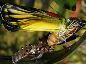 butterfly-461794_1920