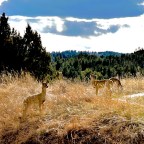 “It is Here the Romance of My Life Began”